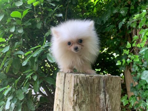4 cosas sobre el Pomerania toy