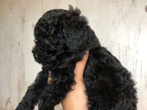 Caniche toy, el mini perro de moda