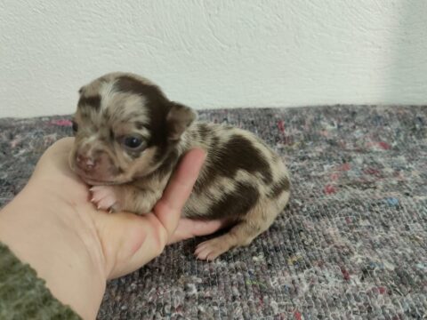 Como cuidar de tu chihuahua toy