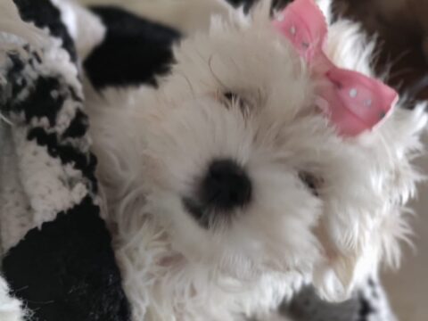 Cuidados de perro Bichon maltes