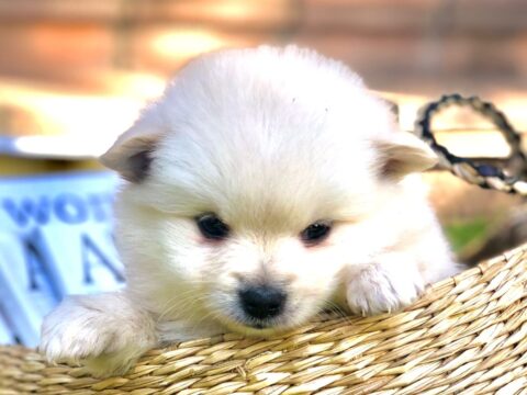 Cuidados del Pomerania mini