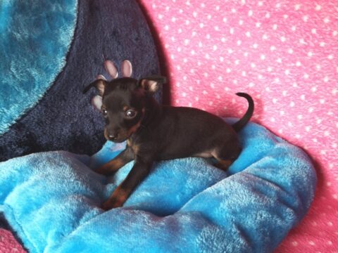 Curiosidades sobre el perro raton de praga