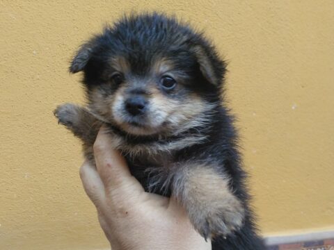 Dime tu signo y te diré cual es el perro perfecto