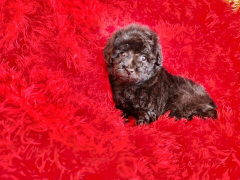10 alimentos que no pueden comer los perros