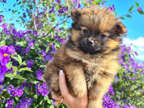 Como enseñar a orinar a tu cachorro