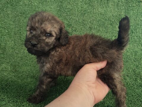 Perros de raza Maltipoo