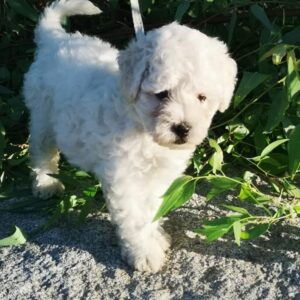 por qué comprar perros pequeños desde cachorros