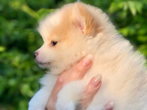 Comprar perro desde cachorro