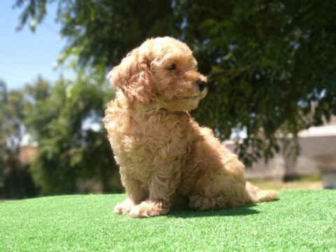 Caniche Toy Apricot