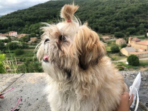 Peeros de raza Shih Tzu