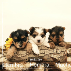 Perros de raza Yorkshire Terrier