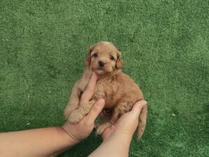Como afecta el frio a tu perro