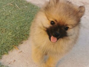 Efectos del golpe de calor en el perro